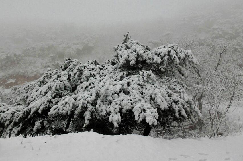  山东青岛现罕见春雪 景区银装素裹